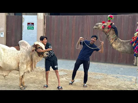 Download MP3 My Friend Bought a Camel😳My Cow vs Angry Camel😡