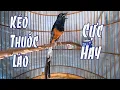 Lagu Chòe lửa Hót NHIỀU GIỌNG [ Kéo Thuốc Lào ] kích lửa cực sung/Tiếng choè lửa hót giọng rừng