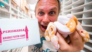 UNBOXING RARE ALBINO PIED BALL PYTHONS BRIAN BARCZYK