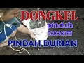 Lagu Pindah tanam durian dongkelan