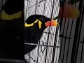 Download Lagu Beo bisa meniru suara burung lain #viralshorts  #shortvideo