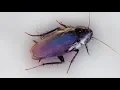 6 quick tips for Palmetto bug prevention