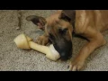 4 Month Belgian Malinois German Shepard Mix