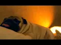 Sleeping next to a pug Pure Pug ASMR no music 1hr