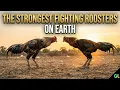 The Strongest Fighting Roosters on Earth