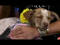 Clear the Shelters Meet Cheddar and Brie cattle dog pups looking for their forever home