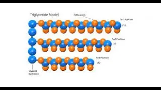 METABOLISMO TRIGLICÉRIDOS Y FOSFOLÍPIDOS