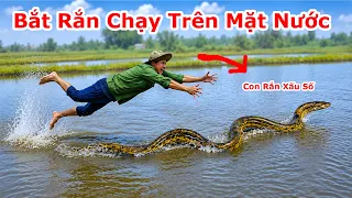 Con Rắn Xấu Số Chạy Trên Mặt Nước Và Cái Kết Bất Ngờ / Màn Rượt Đuổi Bắt Rắn Ngoài Ruộng Ngập Nước