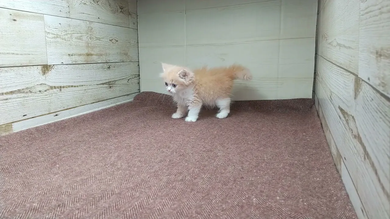 動画