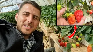 إزرع الفراولة بهذه الطريقة العبقرية وابدأ مشروعك الخاص بأدوات بسيطة 
