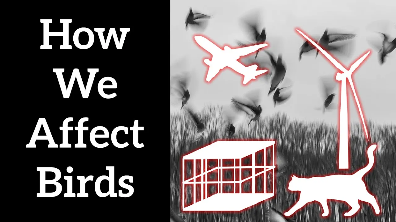How We Affect Birds - Human Impact on Birds (and how to fix it)