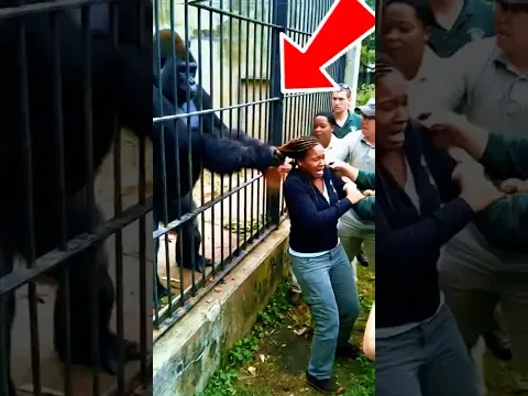 ANIMALES en momentos que se salieron de control