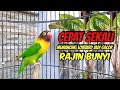 Download Lagu Suara Lovebird NGEKEK PANJANG MANTAB, Cepat JADIKAN Lovebird apapun Jadi GACOR RAJIN BUNYI