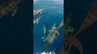 A Dolphin Visit In The Indian Ocean #shorts #dolphins #solosailing