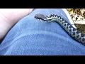 Dance of Adders