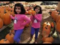 Pumpkin Patch USA Charlotte NC Fall Season Event