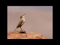Download Lagu 3 different African Rock Pipit calls from the Eastern Cape