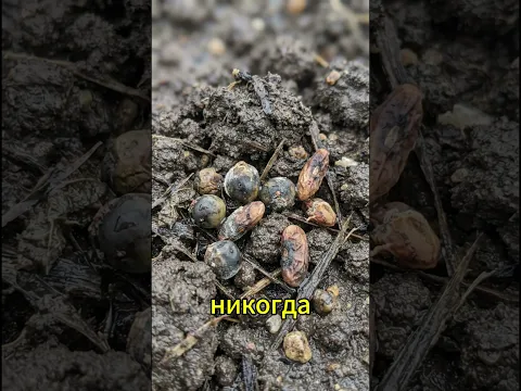 Не сейте по датам из интернета — делайте вот это! #огород #апрель #посев #дача #рассада #весна