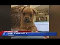 Puppy found safely after stolen from Lynchburg Humane Society