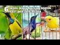 Download Lagu 6 jenis burung sogon🐦dari penjuru dunia yang terbaik ada di Indonesia⁉️