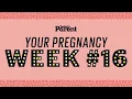 Your pregnancy 16 weeks