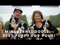 Mini Bernedoodle Puppy TOP Reasons Why This Puppy Is PERFECT For You