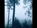 A Walk in the Forest