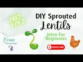 PART 1 - DIY High Protein Sprouted Lentils for Your Chickens
