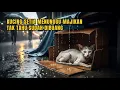 Download Lagu Kucing Setia Menunggu di Pasar, Tak Tahu Sudah Dibuang oleh Majikannya