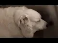 Download Lagu Family discovers dog is deaf. Their response is hearttbreaking.