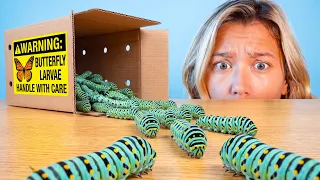 Raising 1 000 Caterpillars They Turn to Goo
