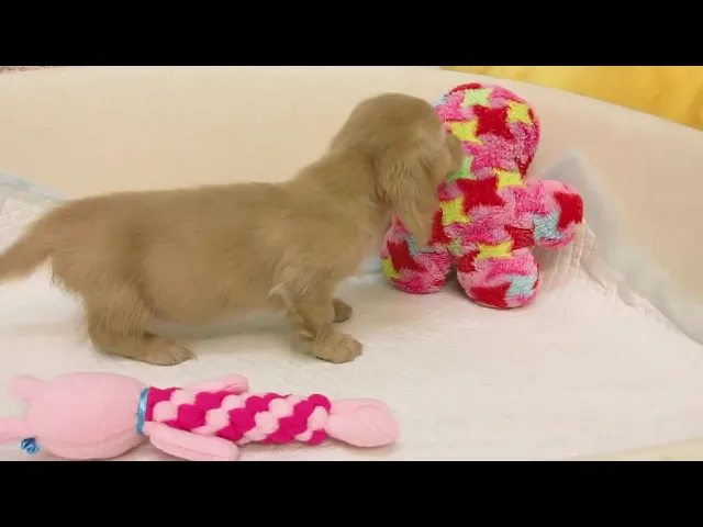 動画