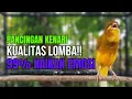 Download Lagu SUARA BURUNG Kenari GACOR PANJANG INI Cocok untuk Masteran KENARI PAUD dan Kenari Macet BUNYI