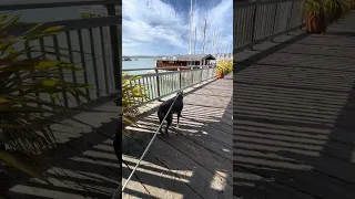#Fyp #dream #doberman #pets #vlog