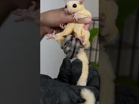 Baby sugar glider #minivlog