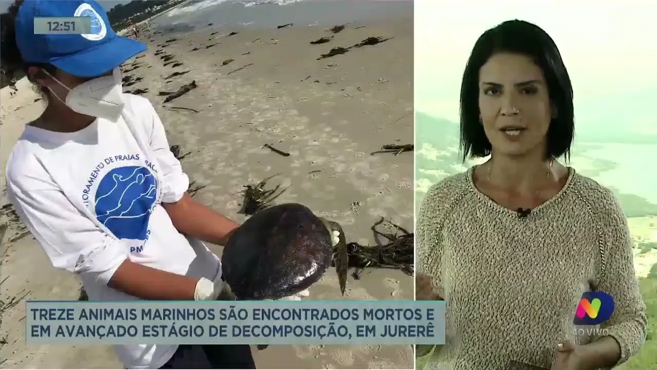 Treze animais marinhos são encontrados mortos em Florianópolis