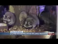 Omaha s Alpine Inn keeping close eye on local raccoons amid rabies discovery