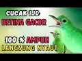 Download Lagu MASTERAN HANDAL CUCAK IJO KUN FAYAKUN | SEMUA JENIS CUCAK IJO PASTI NYAUT