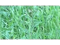 Ragweed Season Has Come Early This Year