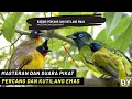 Download Lagu SUARA PIKAT BURUNG KUTILANG SUTRA / PERCANG DAN KUTILANG EMAS. PIKAT RIBUT, PIKAT AMPUH 100%