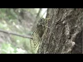 Cicada Sounds