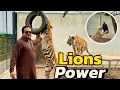 Download Lagu Lions and Tigers power😱Snow nay rassi toor di😰(mian saqib)