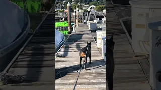 #fyp #dream #doberman #pets #youtube