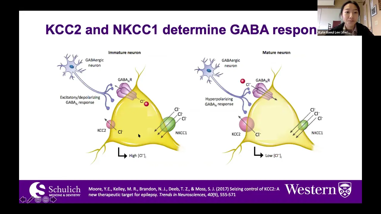 Talk: The role of delayed maturation of GABA-A receptor function in schizophrenia