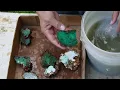 Download Lagu Cutting Lovely Chrysoprase from Australia!