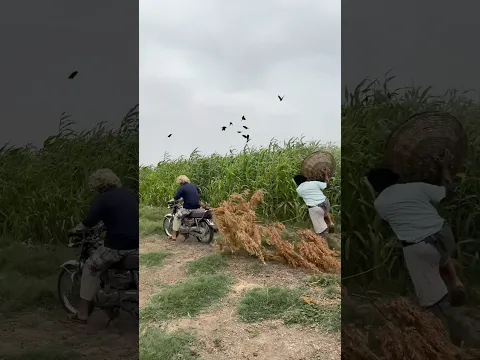 Honey Badgers Invaded My Cornfield! | Clever Rope Trap 🌽🦡#corn #trap #animals #badger #shorts