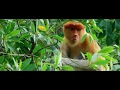 Download Lagu Satwa Liar Endemik Kalimantan Indonesia