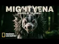 Real Life Pokémon – NatGeo: Mightyena | The Bone-Crushing Pack