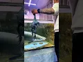 Download Lagu Black chicken 🦃 for arapaima #shorts #ytshort #arapaima #viralshort #monsterfish #aquarium