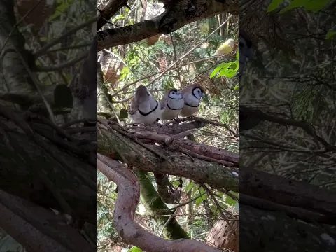 Owl Finches Double Barred Finch